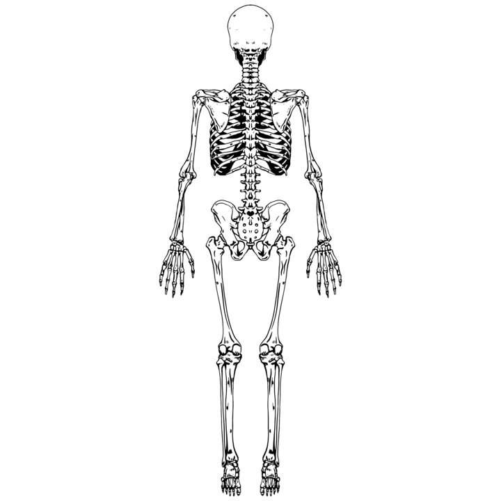 Anatomy Skeleton Back