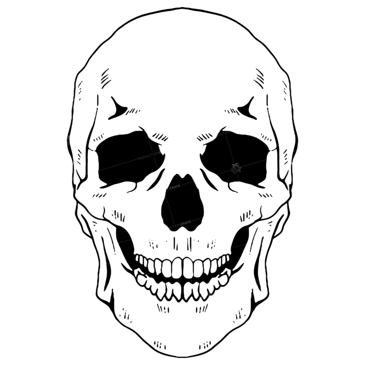 Anatomy Skeleton Skull