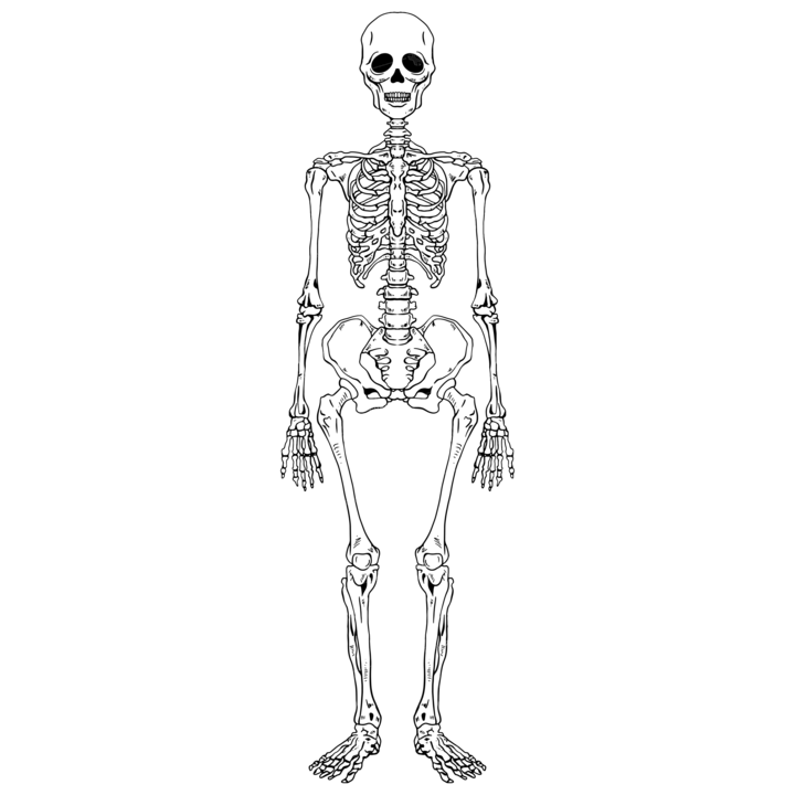 Anatomy Skeleton