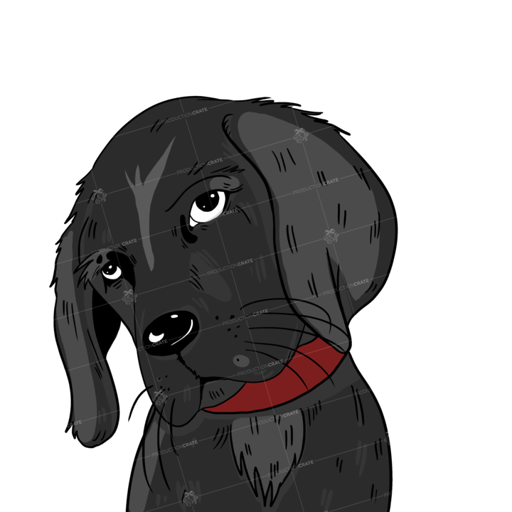 Dog Grey