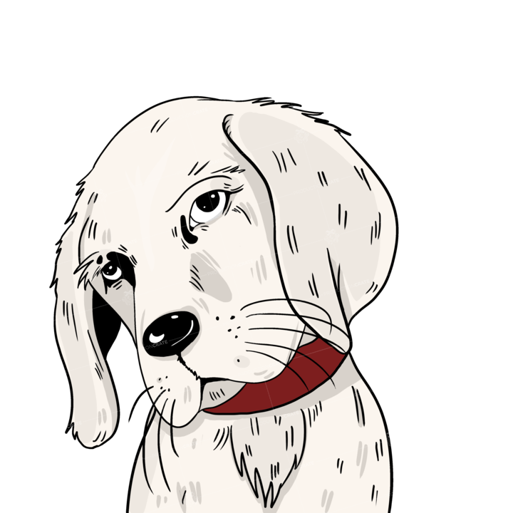 Dog White