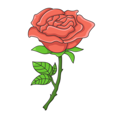 Flower Rose
