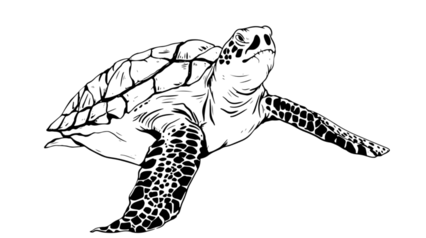 Tortoise Line Drawing