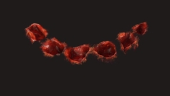 Bite Mark 2