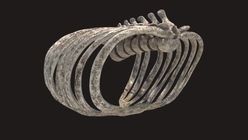 Old Giant Creature Ribs 1