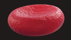 Red Blood Cell